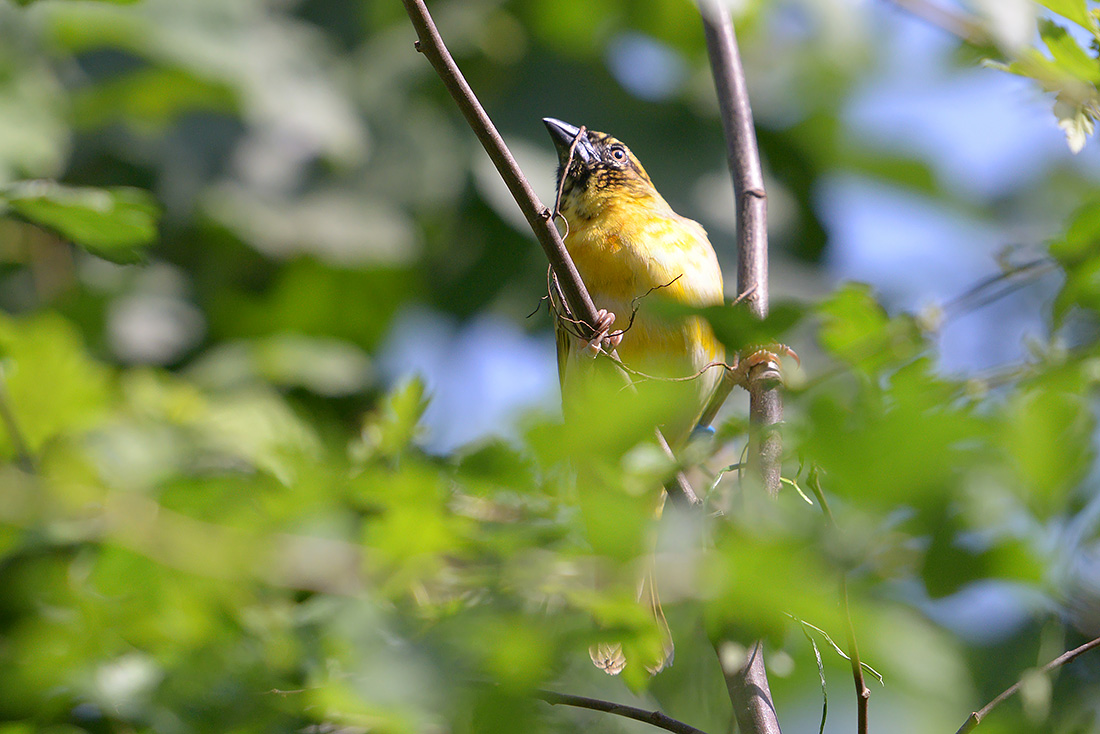 zwartkopwever (Ploceus melanocephalus) 7-2015 2681