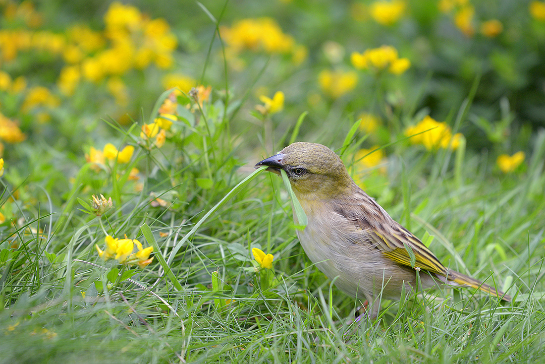 zwartkopwever (Ploceus melanocephalus) 7-2015 2748)