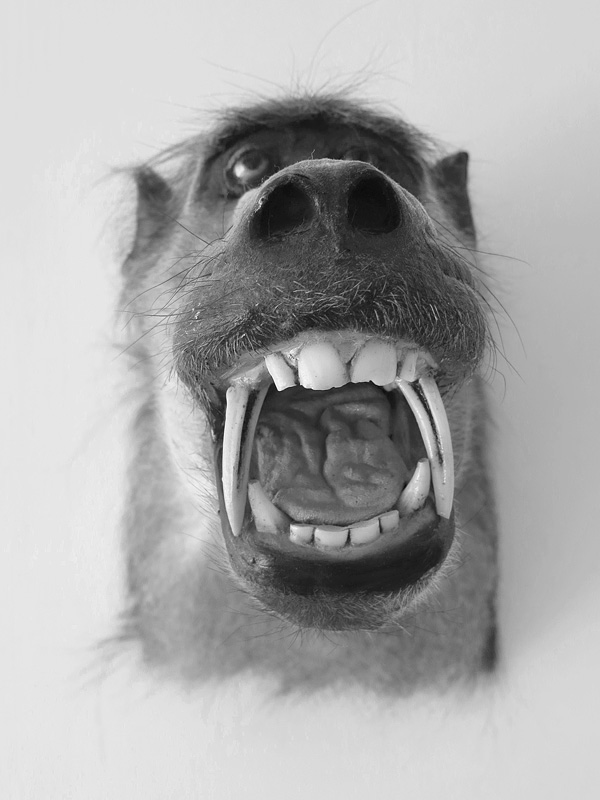 opgezette aap nhm-rotterdam 8-2014 3492