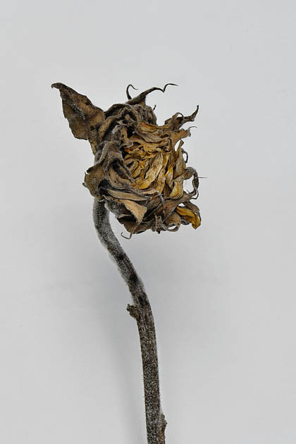 zonnebloem 02-2011 3932