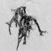 blaaswier (fucus vesiculosus) 9-2014 3940-