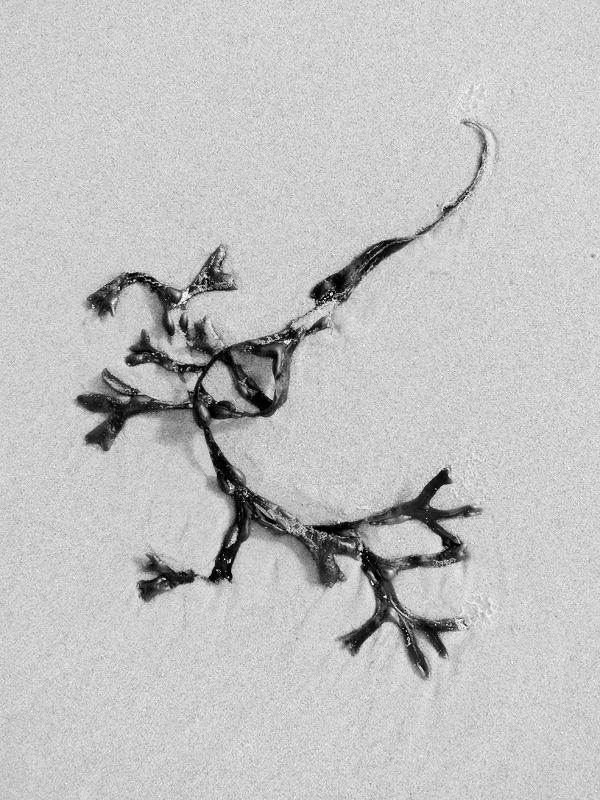 blaaswier (fucus vesiculosus) 9-2014 3946-