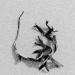 blaaswier (fucus vesiculosus) 9-2014 3951-