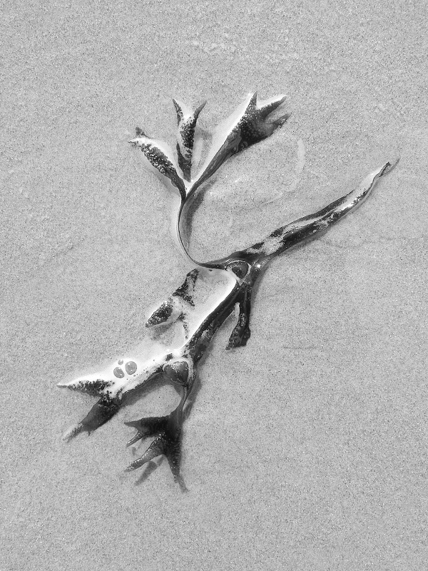 blaaswier (fucus vesiculosus) 9-2014 4088-
