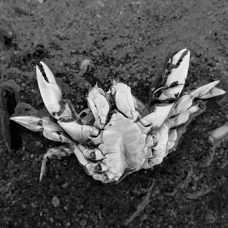 dode krab 5-7-2014 3252