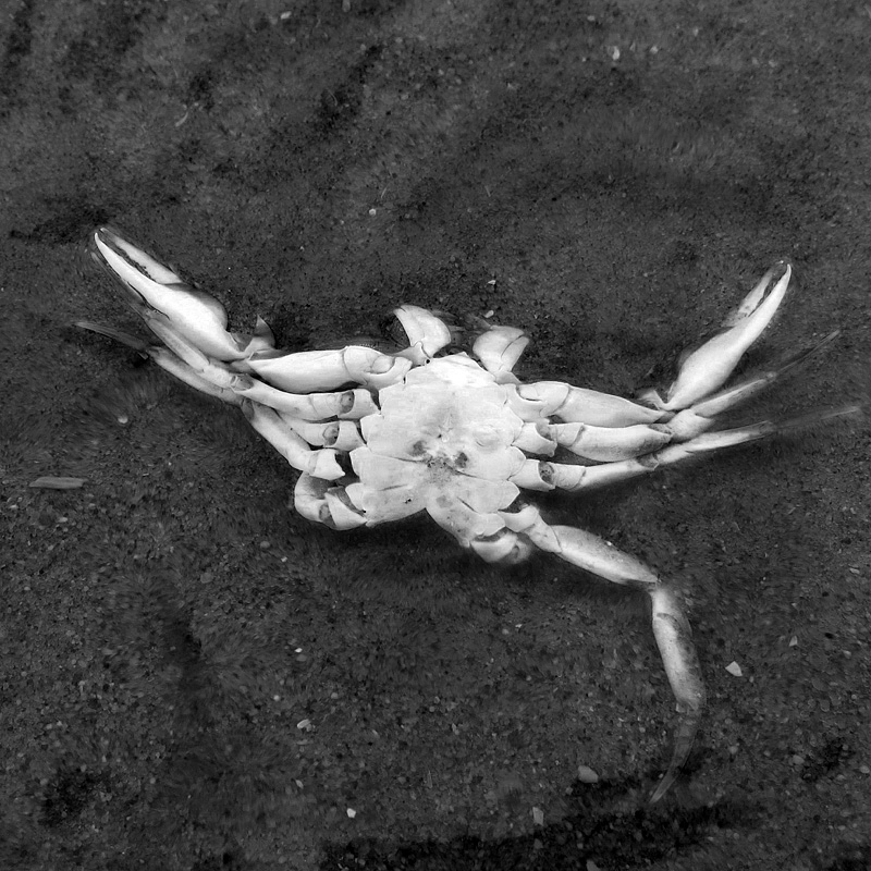 dode krab 5-7-2014 3268