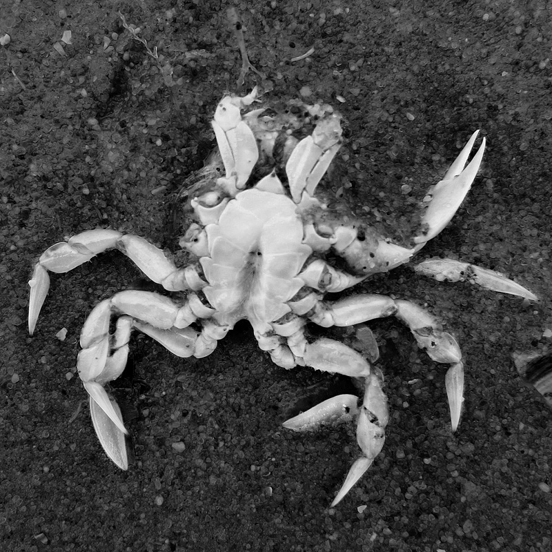 dode krab 5-7-2014 3272