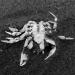 dode krab 5-7-2014 3273 dode krab 5-7-2014 3273