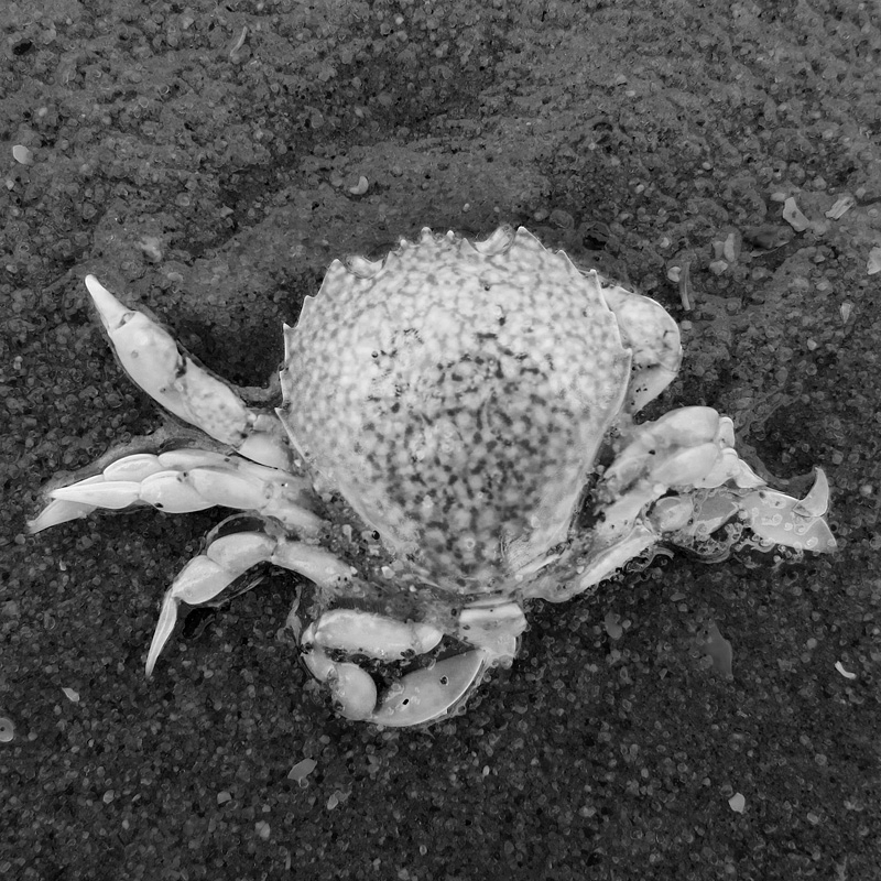 dode krab 5-7-2014 3276