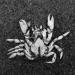 dode krab 5-7-2014 3283
