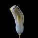 hyacinthknop (hyacinthus orientalis) 3-2013 4251
