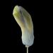 hyacinthknop (hyacinthus orientalis) 3-2013 4262