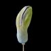 hyacinthknop (hyacinthus orientalis) 3-2013 4263