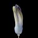 hyacinthknop (hyacinthus orientalis) 3-2013 4266
