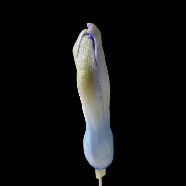hyacinthknop (hyacinthus orientalis) 3-2013 4267
