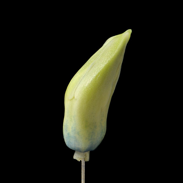 hyacinthknop (hyacinthus orientalis) 3-2013 4299