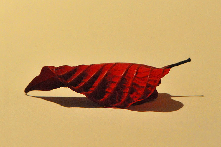 kerstster 1-2013 1960