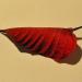 kerstster 1-2013 1961