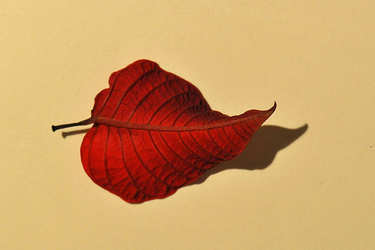 kerstster 1-2013 1975-