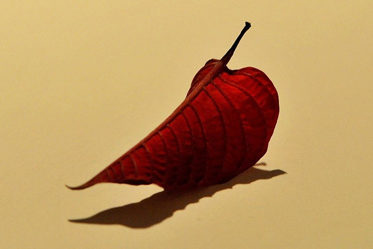 kerstster 1-2013 1979