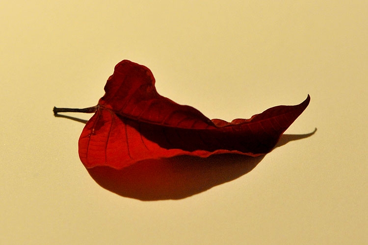 kerstster 1-2013 1996