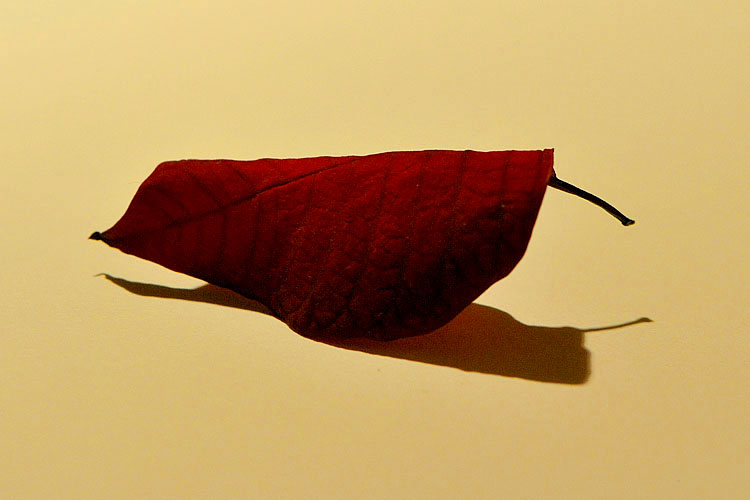 kerstster 1-2013 2001
