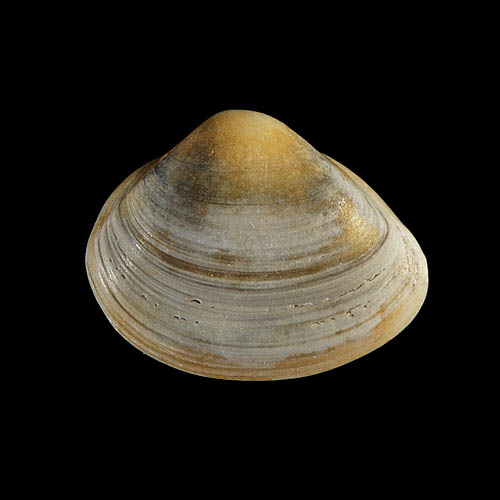 schelp 7055