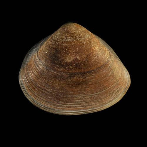 schelp 7061