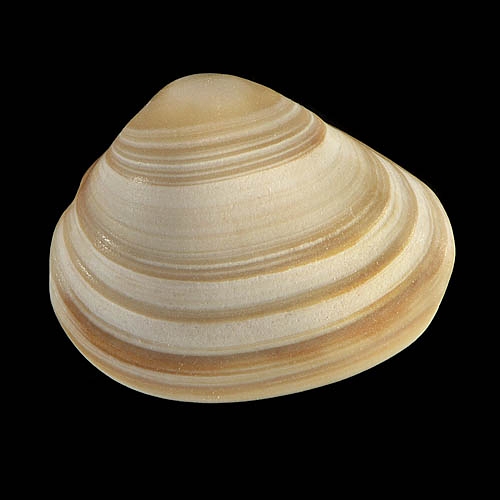 schelp 7065