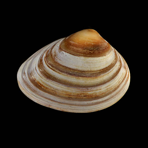 schelp 7066