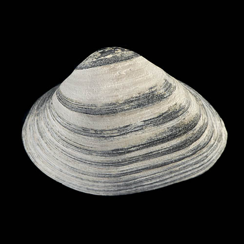 schelp 7074
