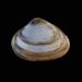 schelp 7096