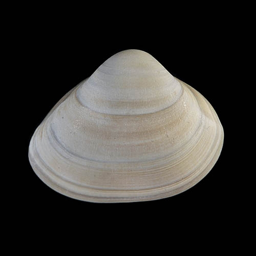 schelp 7101