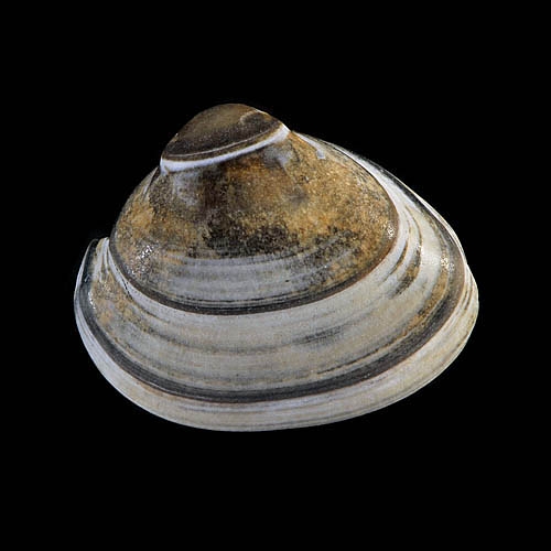 schelp 7115