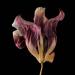 gedroogde tulp (tulipa denmark) 2-2012 4838