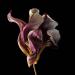 gedroogde tulp (tulipa denmark) 2-2012 4846