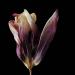 gedroogde tulp (tulipa denmark) 2-2012 4874