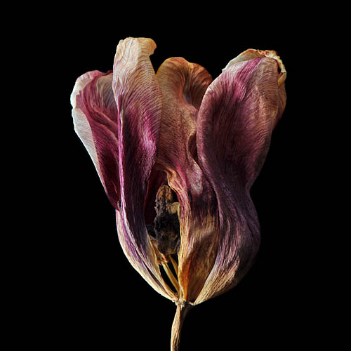 gedroogde tulp (tulipa denmark) 2-2012 4875