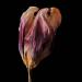 gedroogde tulp (tulipa denmark) 2-2012 4879