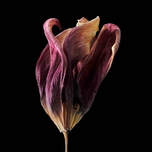 gedroogde tulp (tulipa denmark) 2-2012 4889