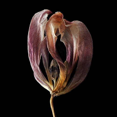 gedroogde tulp (tulipa denmark) 2-2012 4895