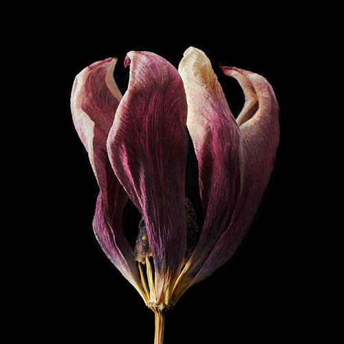 gedroogde tulp (tulipa denmark) 2-2012 4898