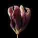 gedroogde tulp (tulipa denmark) 2-2012 4898