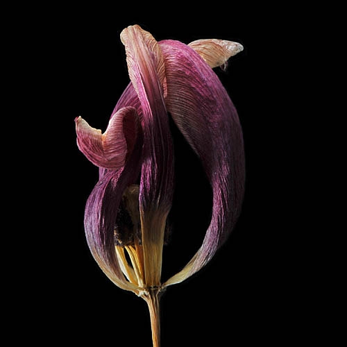 gedroogde tulp (tulipa denmark) 2-2012 4900