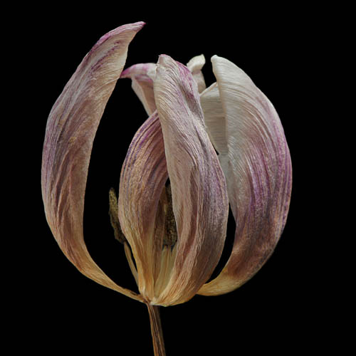 tulp 2-2012 4925