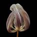 tulp 2-2012 4930