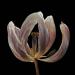 tulp 2-2012 4934