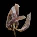tulp 2-2012 4954