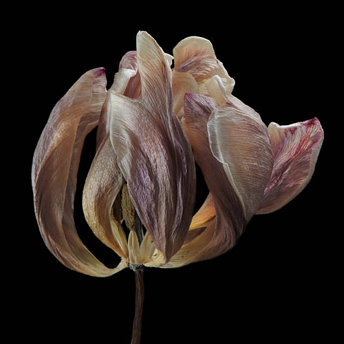 tulp 2-2012 4965