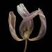 tulp 2-2012 4966